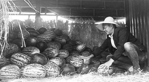 绍兴的吃瓜群众事件视频,一场网络舆论的风波与反思