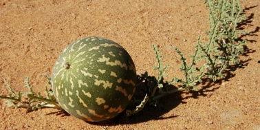 野生的沙漠瓜可以吃吗视频,可食用沙漠瓜的探索之旅